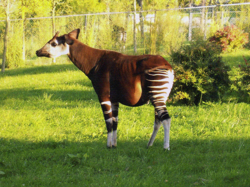 Okapi Wildlife Reserve In Congo