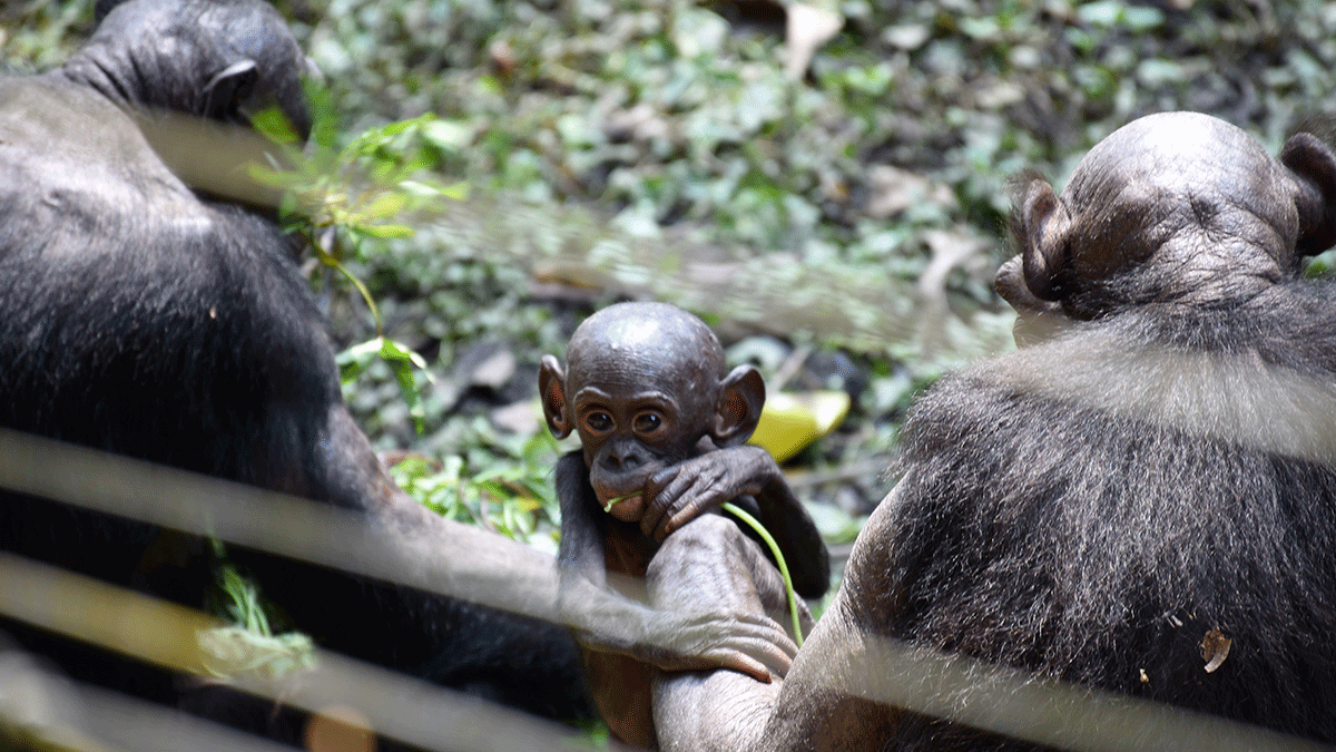 Things to Do In Kinshasa City 2 Things to Do In Kinshasa City
