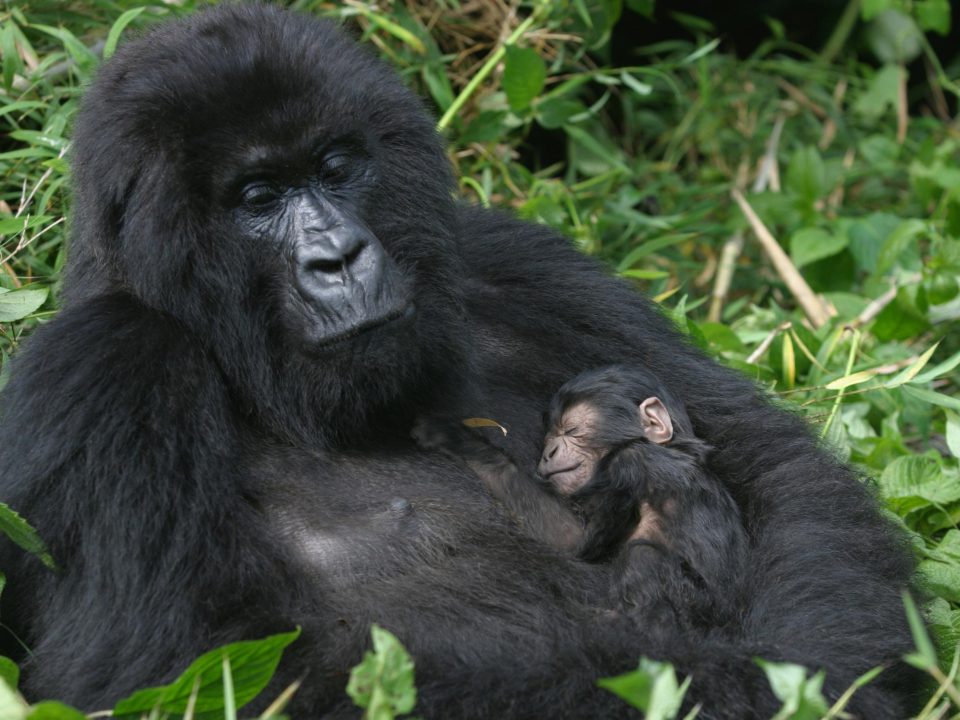 14 Days Best of Uganda, Rwanda, and Congo