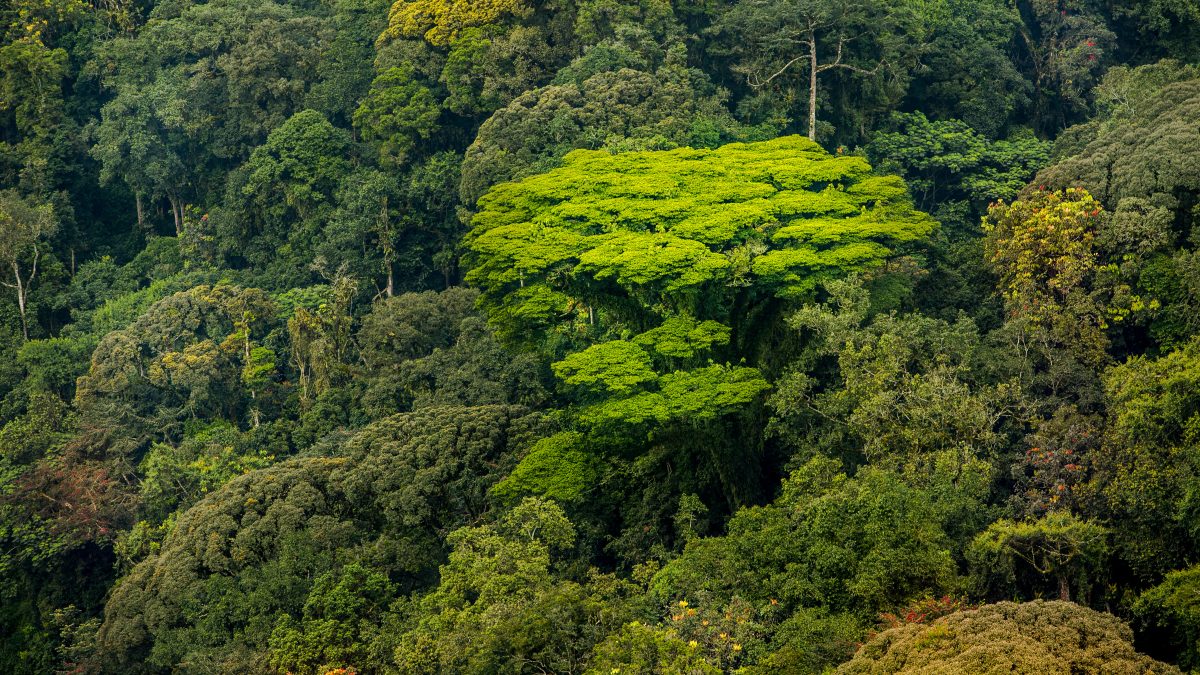 Gishwati Mukura National Park Rwanda