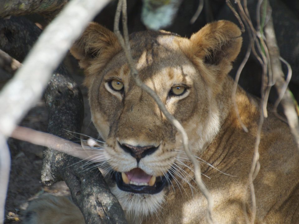 4 Day Murchison Big Five Safari