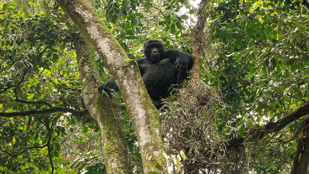 3 Day Uganda Gorilla Safari from Kigali