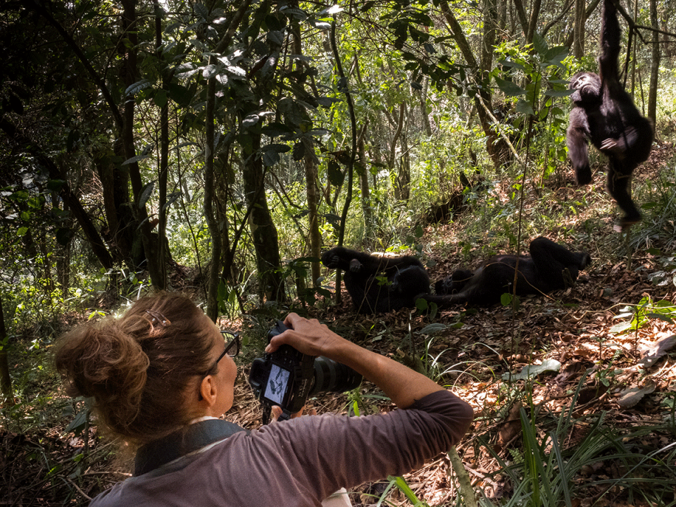 Gorilla Habituation Experience in uganda