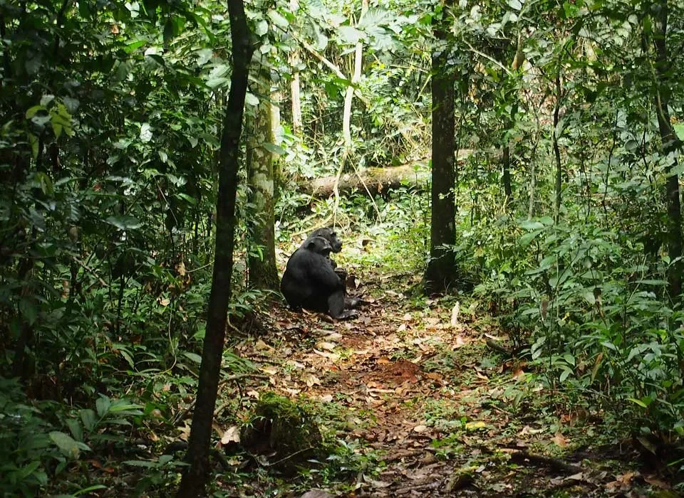 Is it possible to trek chimpanzees twice in Uganda and Rwanda?