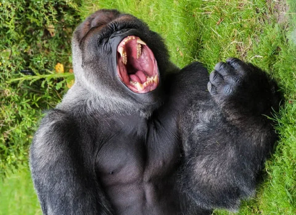 1 Day Uganda Gorilla Tour from Kigali