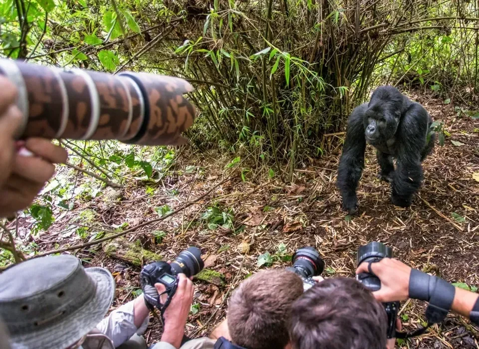 1 day gorilla trekking in Ruhija