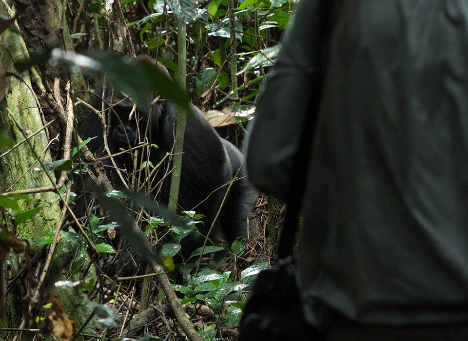 3-Day Gorilla Habituation Experience