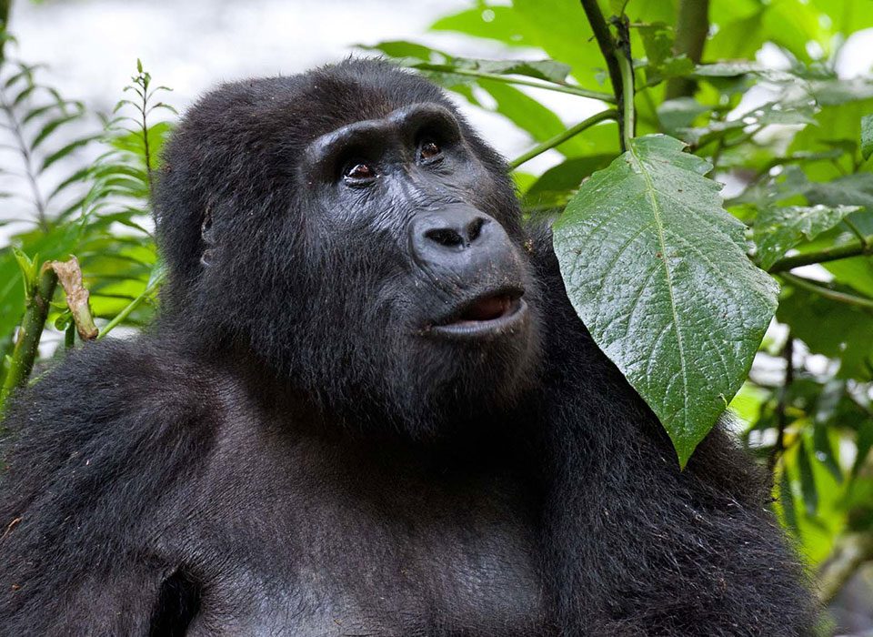 When is the best time to visit Rwanda?