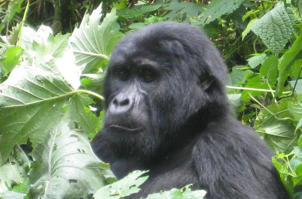 Gorilla Trekking in Congo