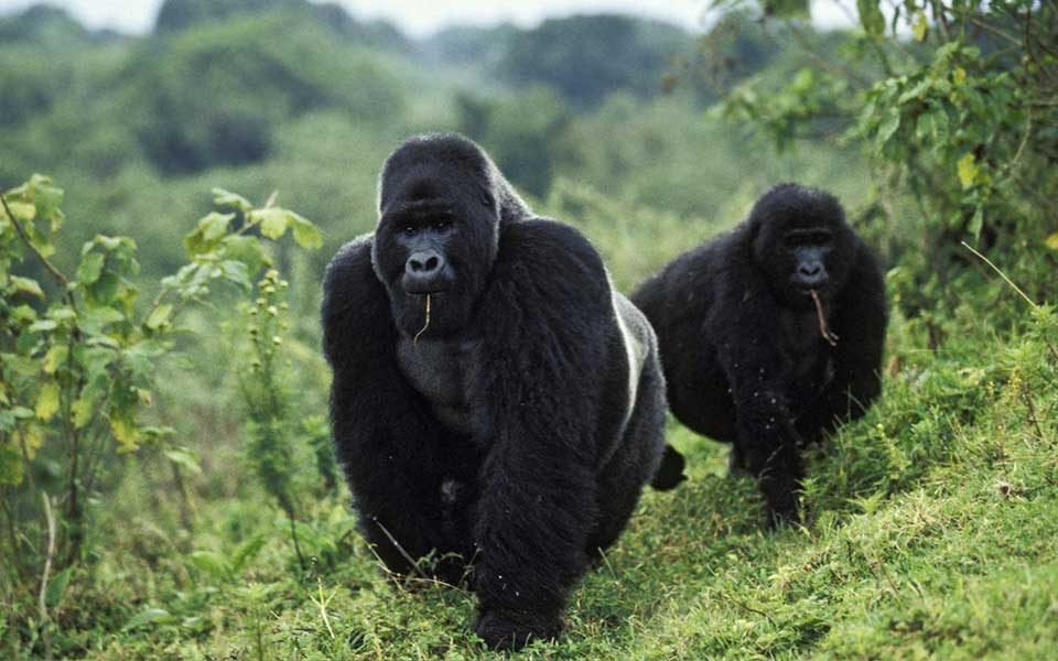6 Days Great Ape Safari