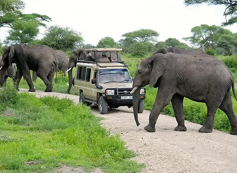 Embark on a whirlwind 2-day Tarangire National Park Safari with Safari Vacations and Travel Services as we invite you to explore the wonders of Tarangire National Park