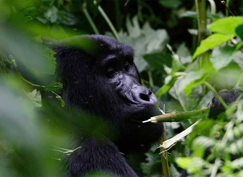 Activities to do before or after gorilla trekking in Rwanda