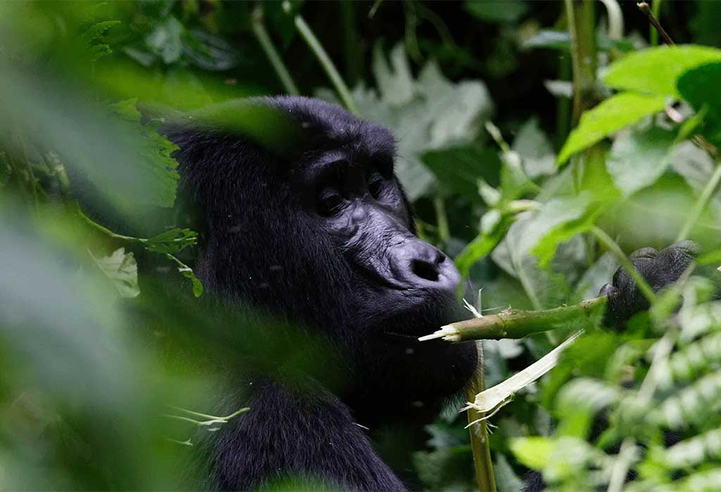 4 Day Rwanda Gorilla & Culture Tour