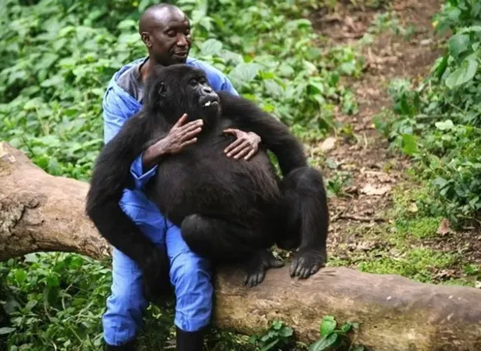 Are Gorillas Friendly 11 Are Gorillas Friendly