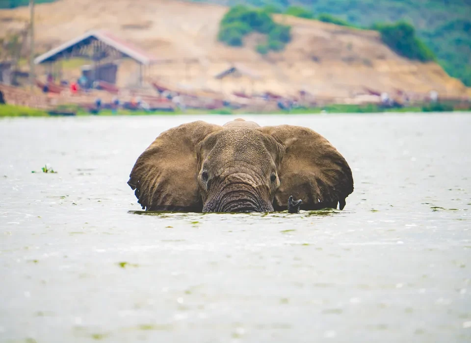 Safari Vacations and Travel Services is excited to assist you in planning your unforgettable journey of Visiting Uganda in 2024.