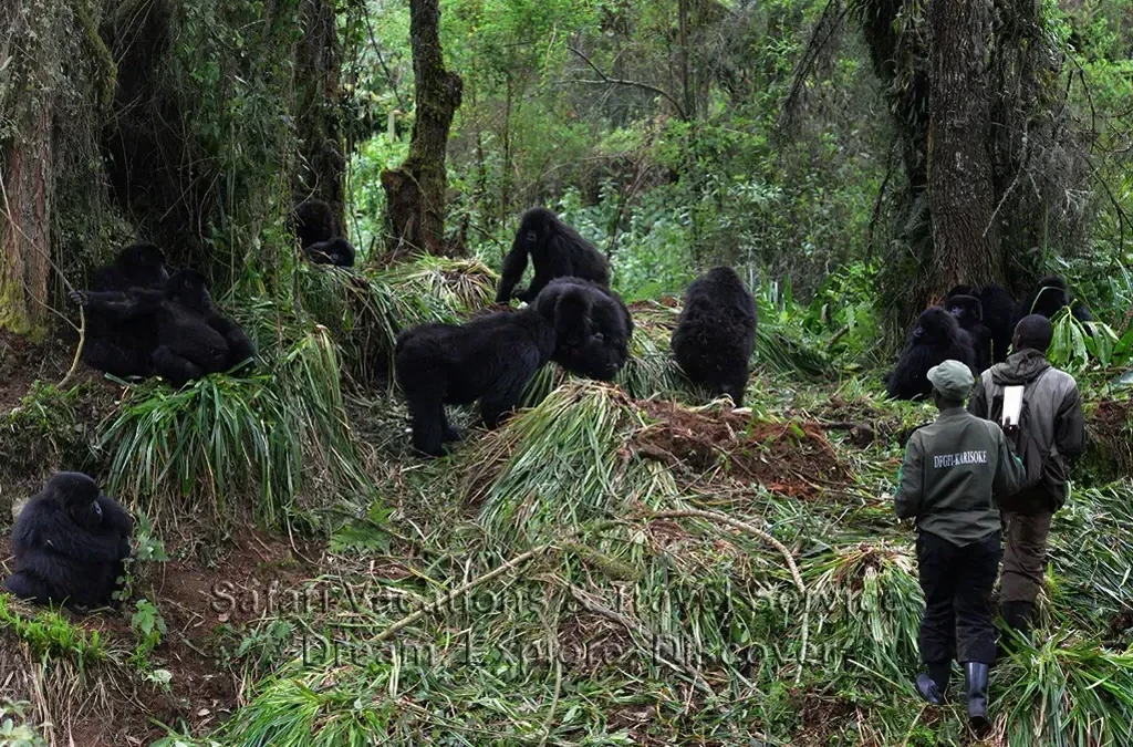 Altitude for Gorilla Trekking in Buhoma