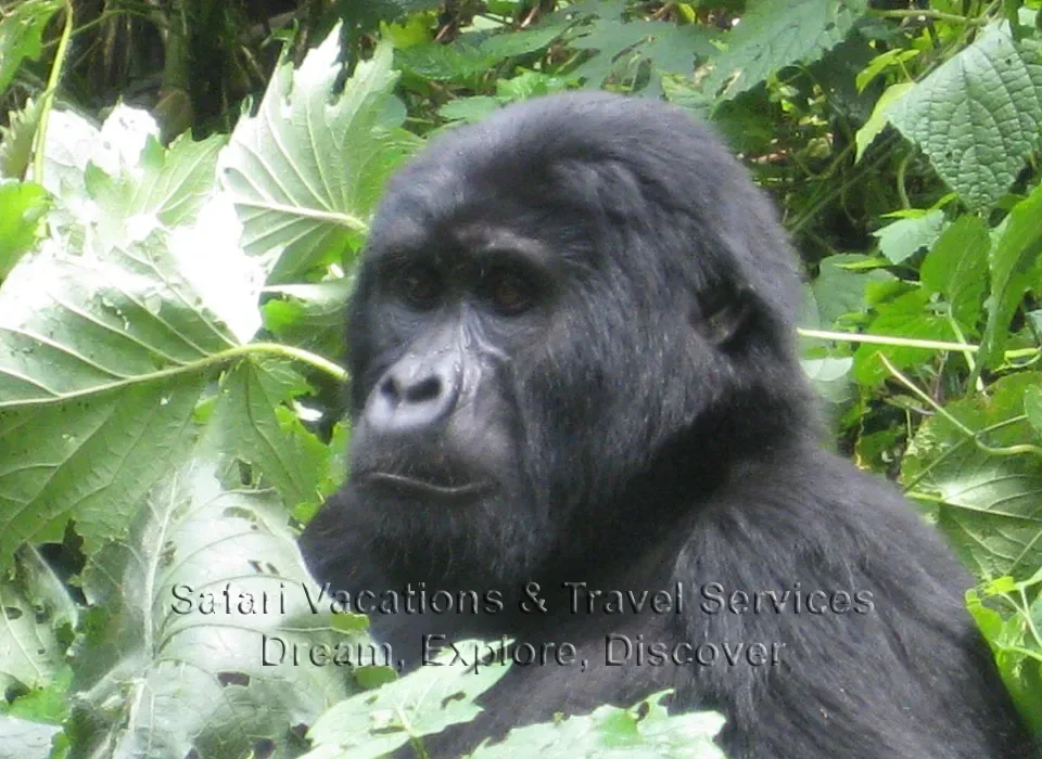 5 Days Rwanda Gorillas and Nyungwe Forest Safari