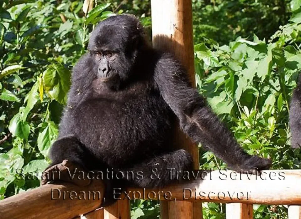 Cost of Gorilla Permits in Kahuzi-Biega National Park