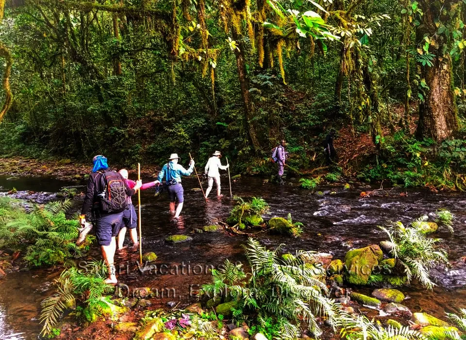 Gorilla families' trek in Virunga National Park