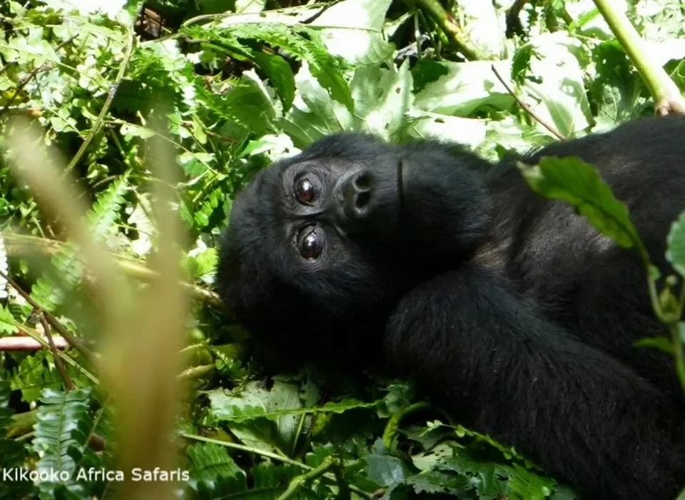 Ruhija Gorilla Safaris from Kigali