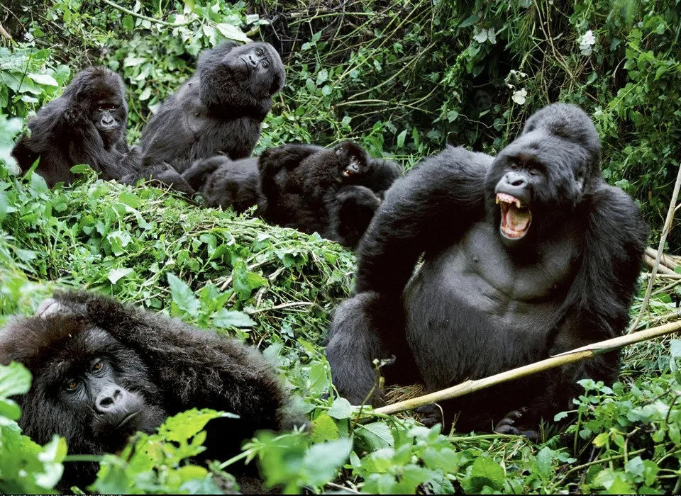 Gorilla Safari Adventure