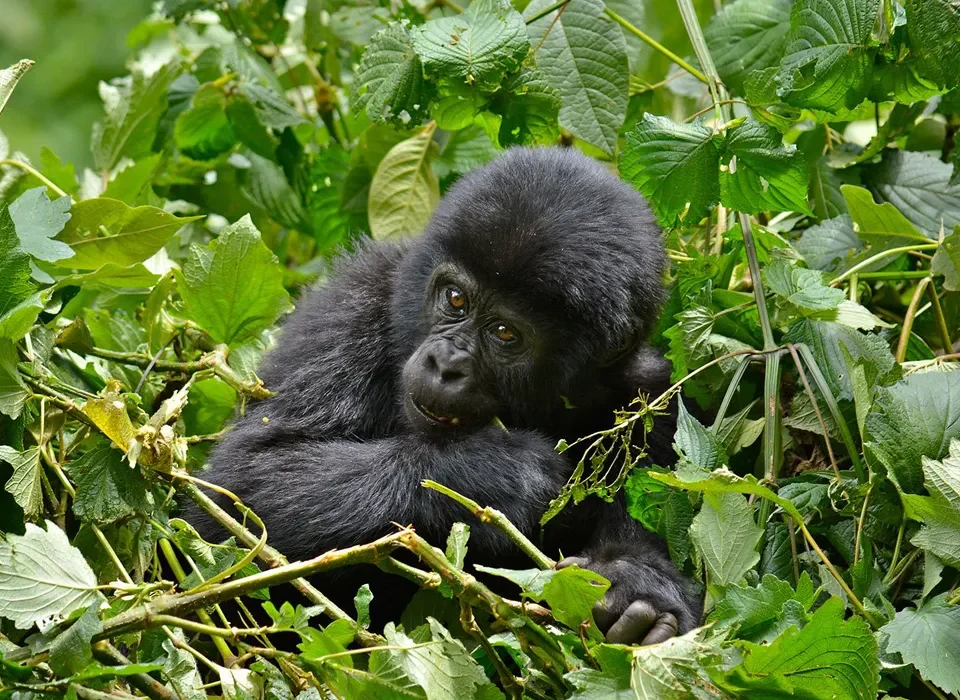 Budget-Friendly Gorilla Trekking