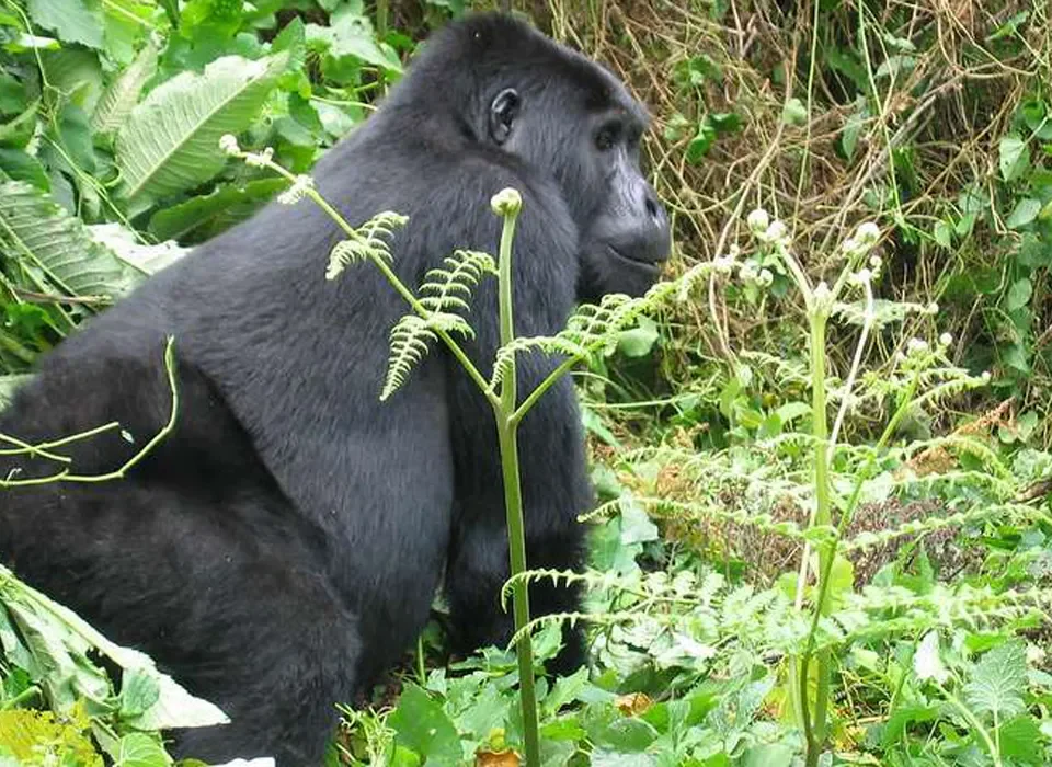 Gorilla Trekking tours from Arua