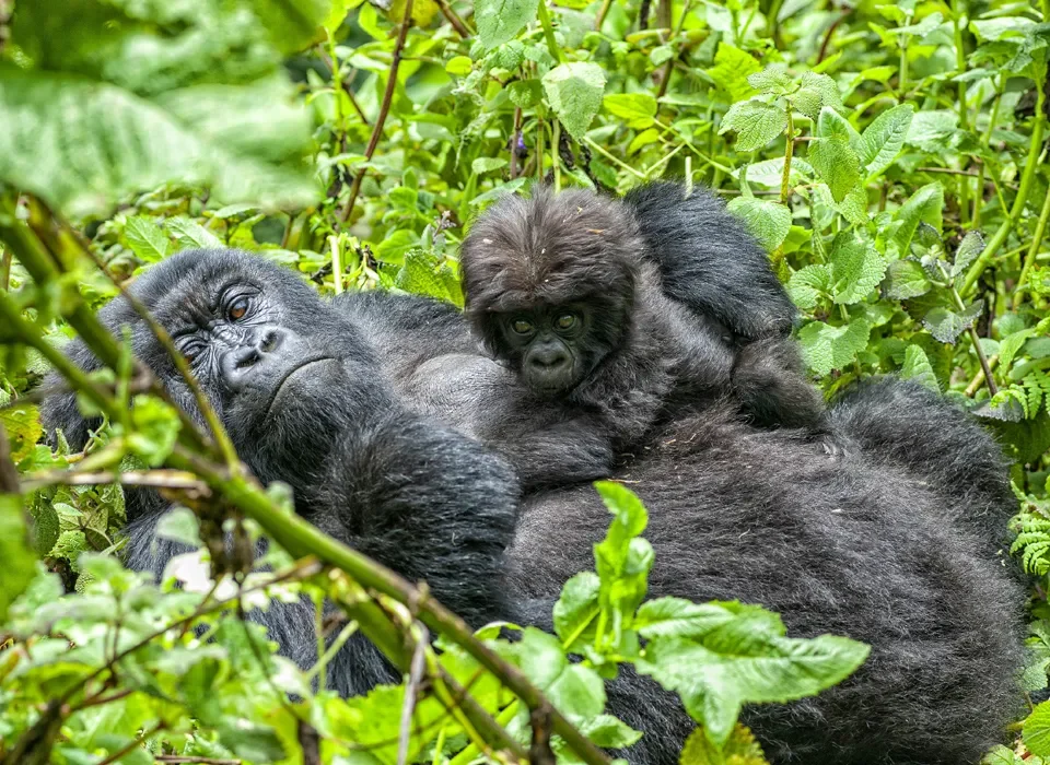 Luxury Safaris