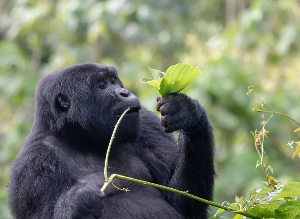 gorilla safari