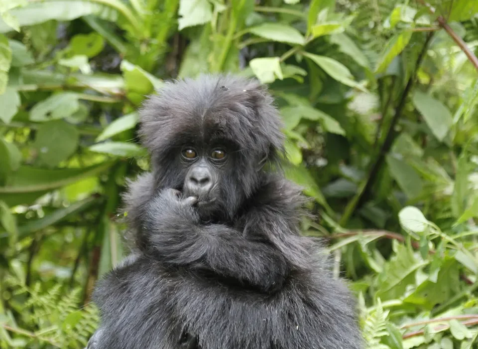 Gorilla Trekking in Rwanda's Altitude