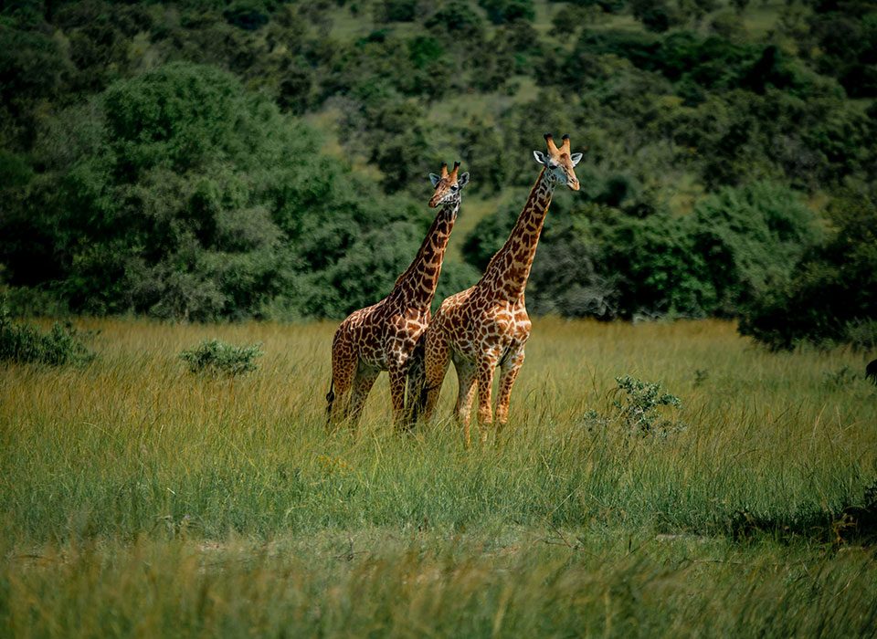 Uganda Rwanda Primates and Wildlife