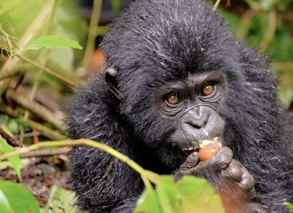 Gorilla Trekking with Safari Vacations and Travel Services