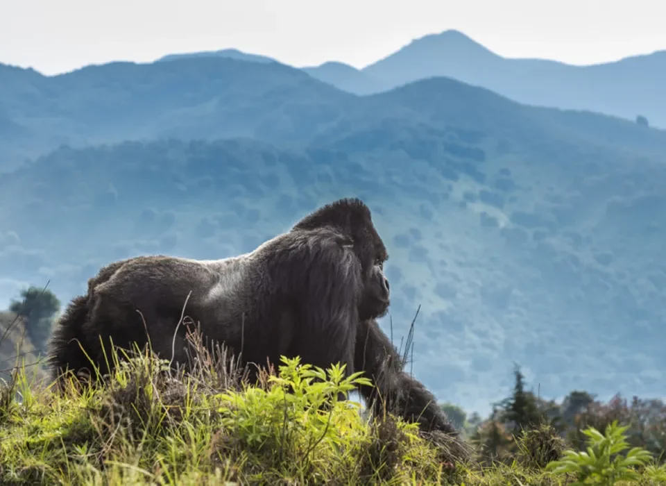 where to trek gorillas from