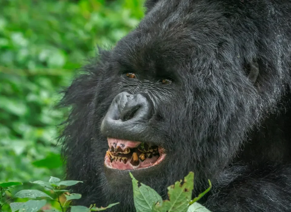 Gorilla Trekking tours from Adjuman