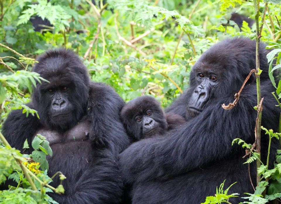 Gorilla tracking Permits