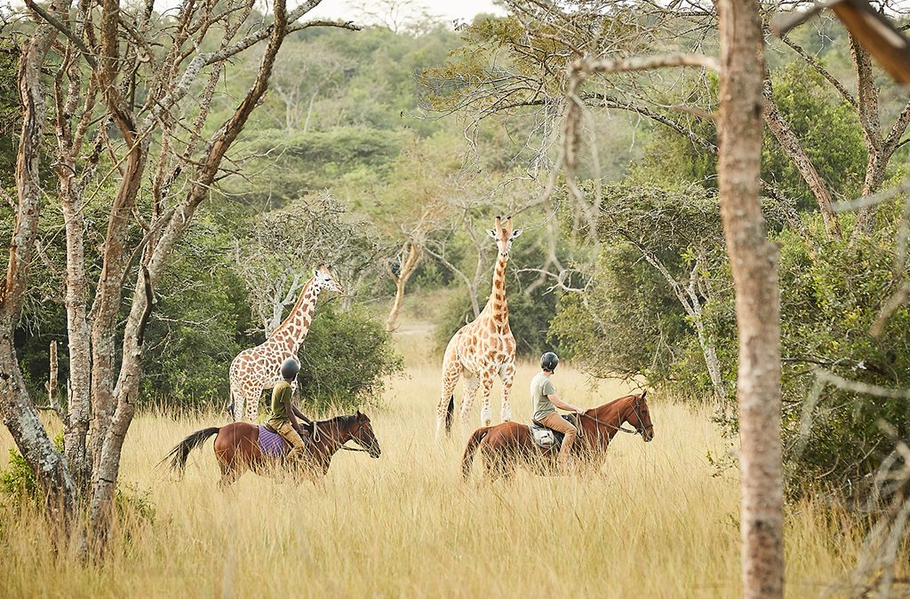 Horseback riding and gorilla safari