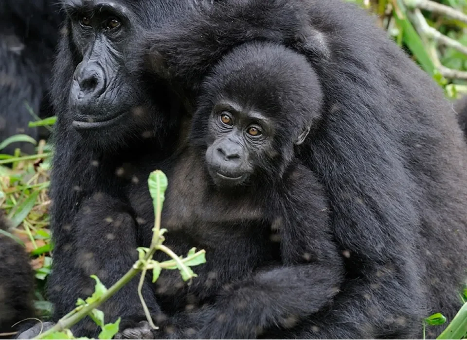 Best time to visit Kahuzi-Biega