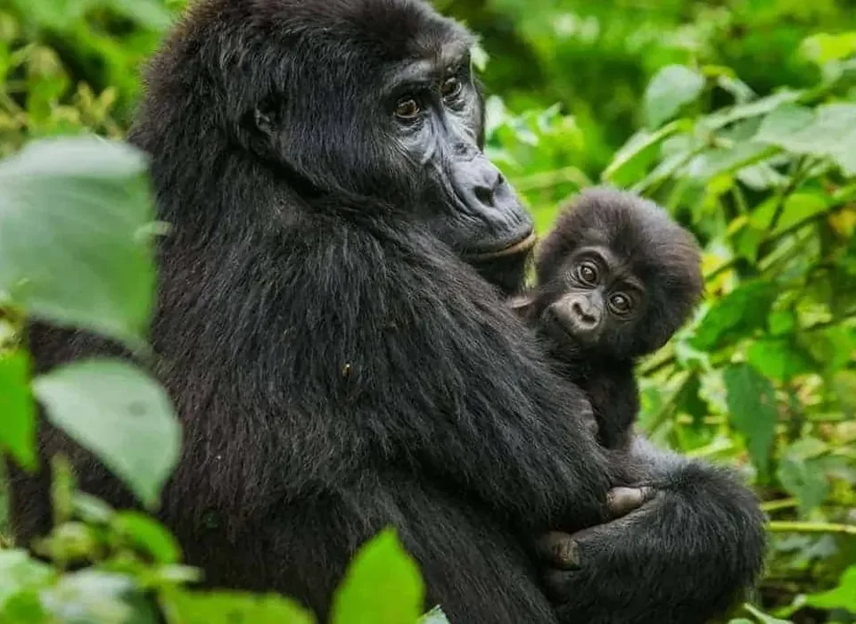 Gorilla Trekking Adventures in Gabon