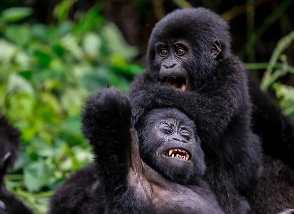 Nkuringo Gorilla Safaris from Kigali