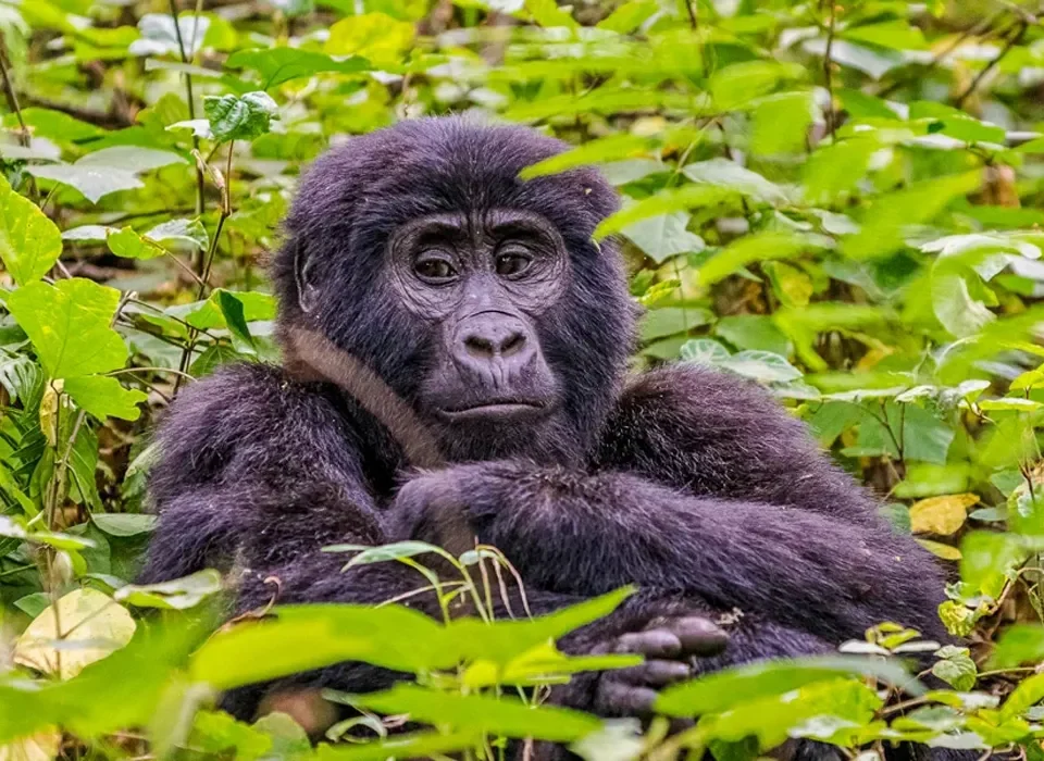 Gorilla Trekking Tours from Lira