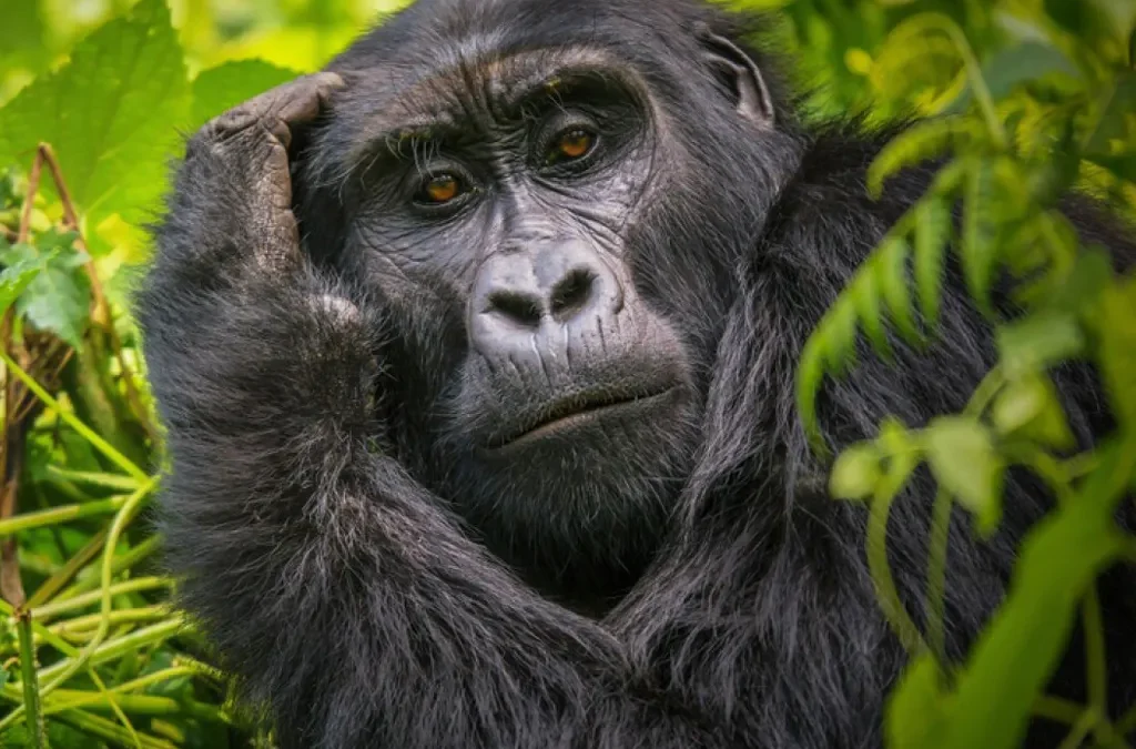 Gorillas and Serengeti Safari 2 Gorillas and Serengeti Safari