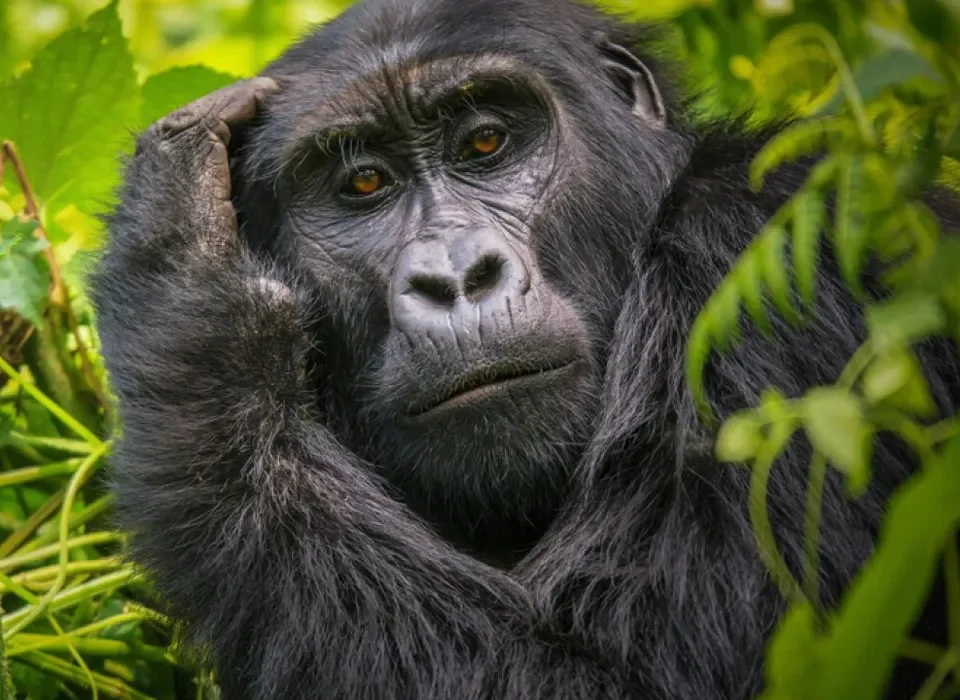 Gorillas and Serengeti Safari
