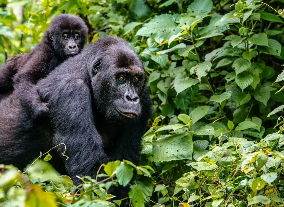 Gorilla trekking in Kahuzi Biega National Park