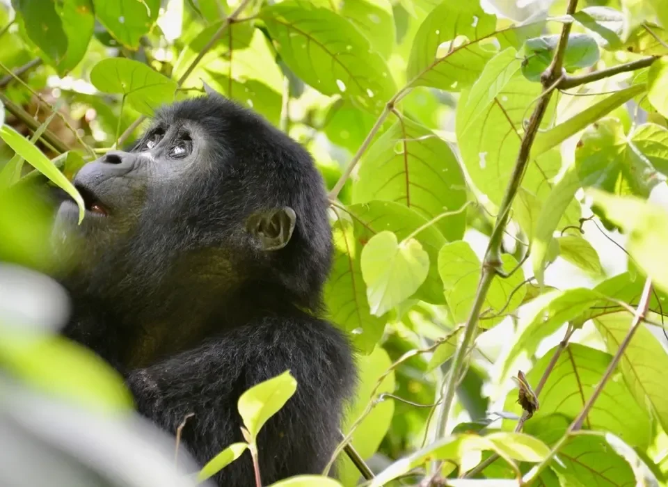 National Parks with the Most Gorillas