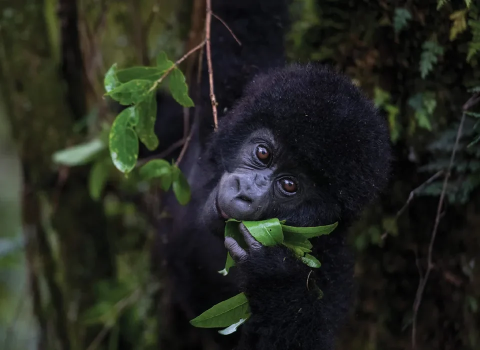 Bwindi the place to see gorillas