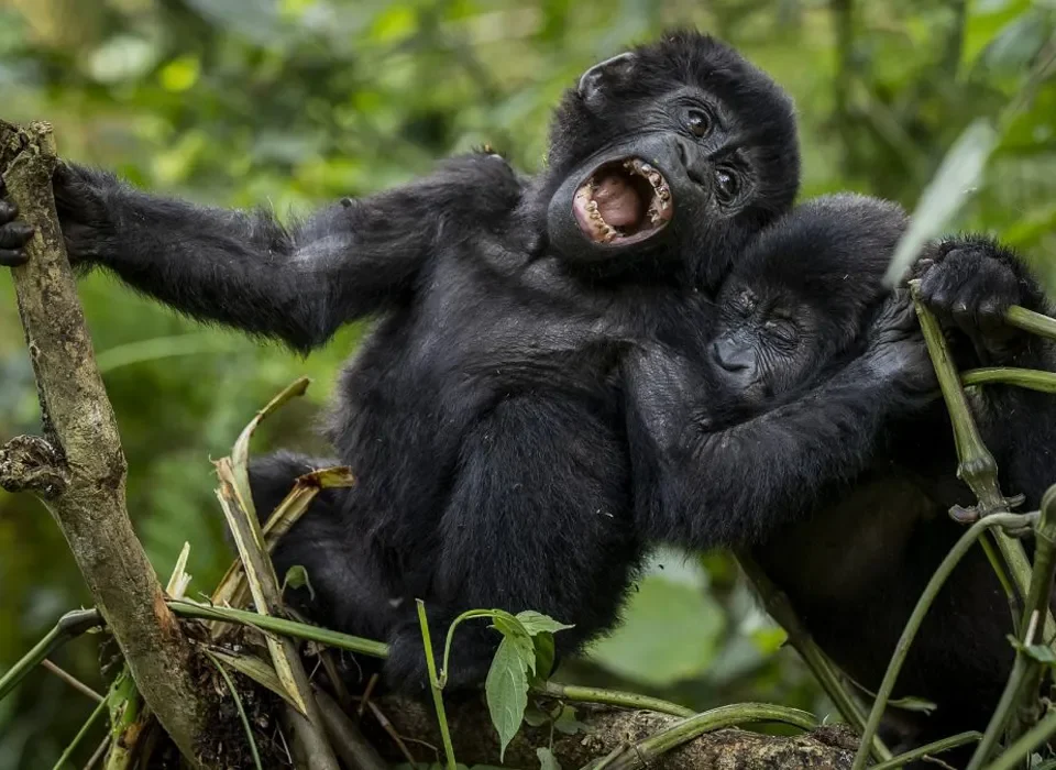 Trekking Majestic Gorilla Groups