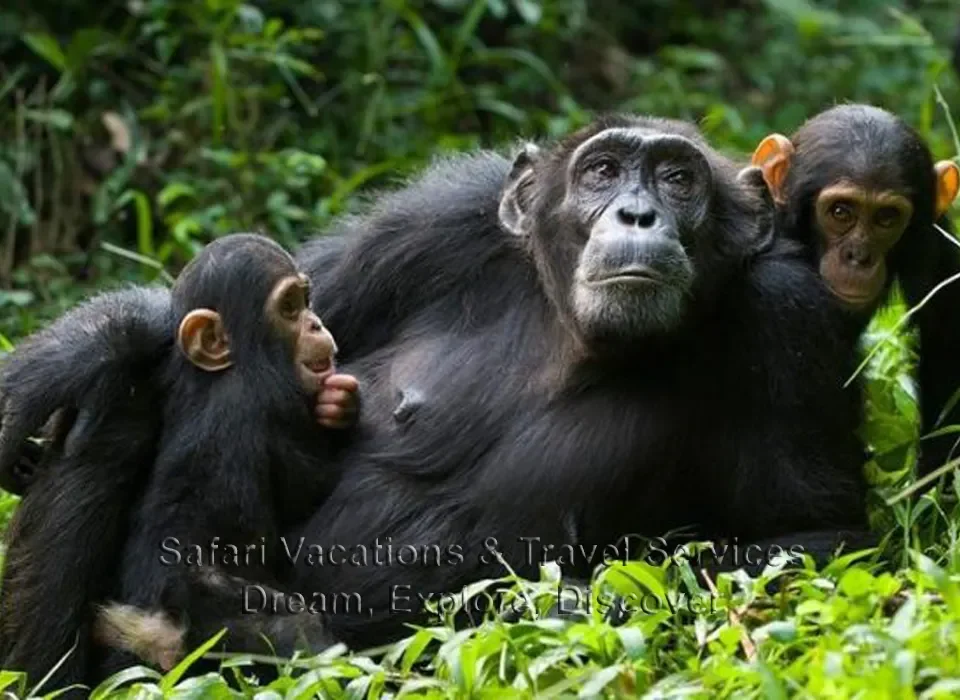 Gorillas and Chimpanzees Trekking in Congo