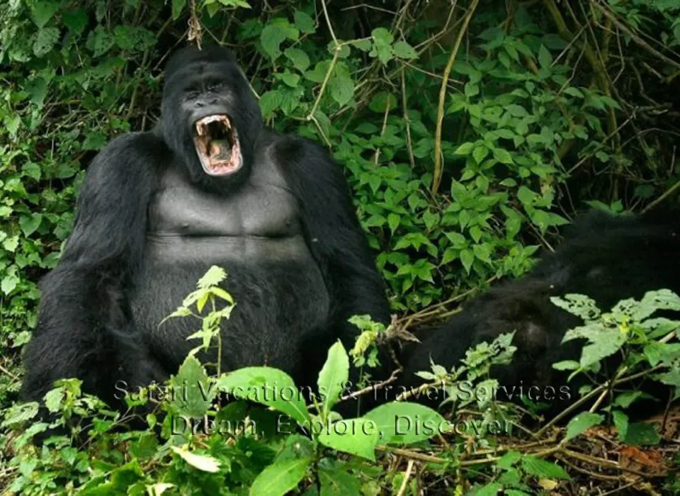 Best Place for Gorilla Trekking in 2024