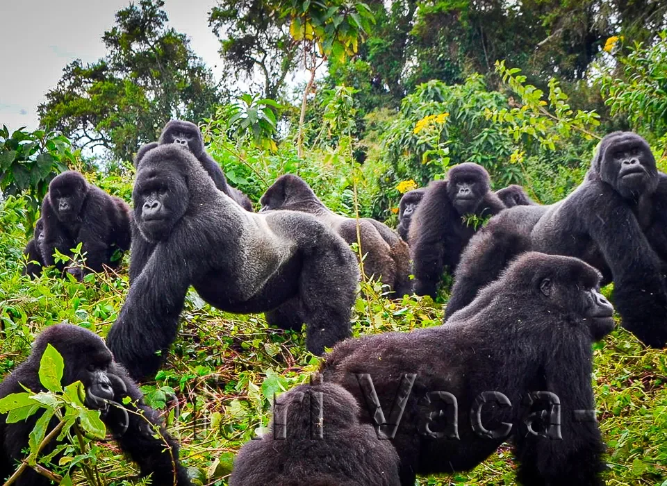 Gorilla Tours from Madagascar