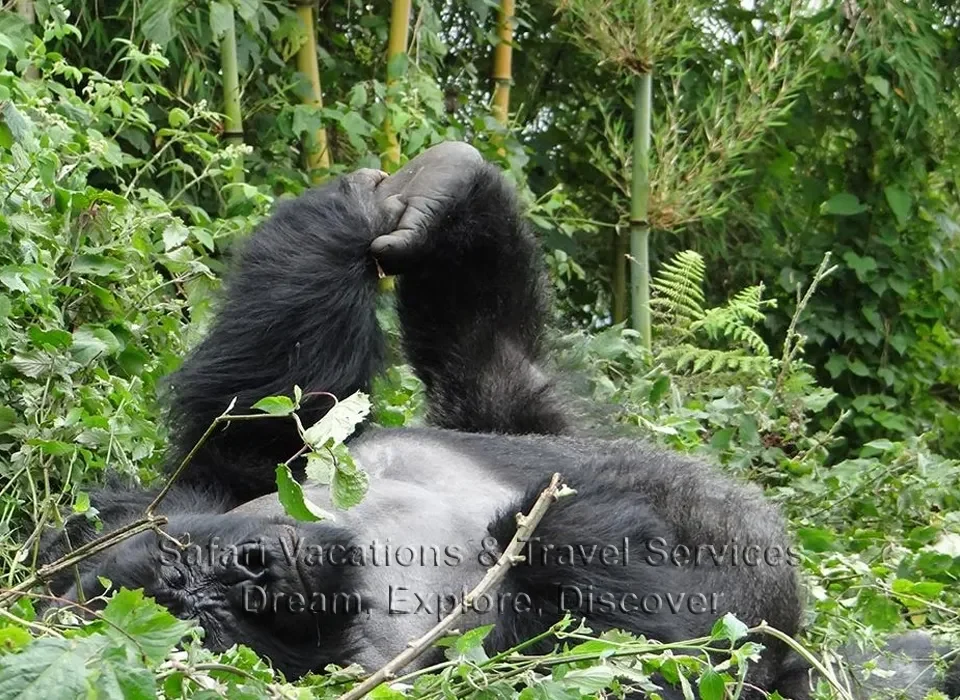 Gorilla Trekking in Uganda 2024